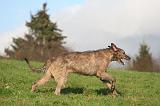 IRISH WOLFHOUND 382